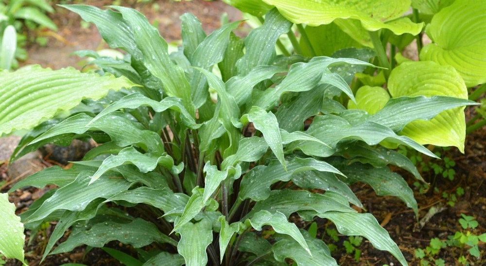 Hosta 'Zucchini Fries' Live Plant 5.25" Pot - Perennial Shade Garden - Image 1