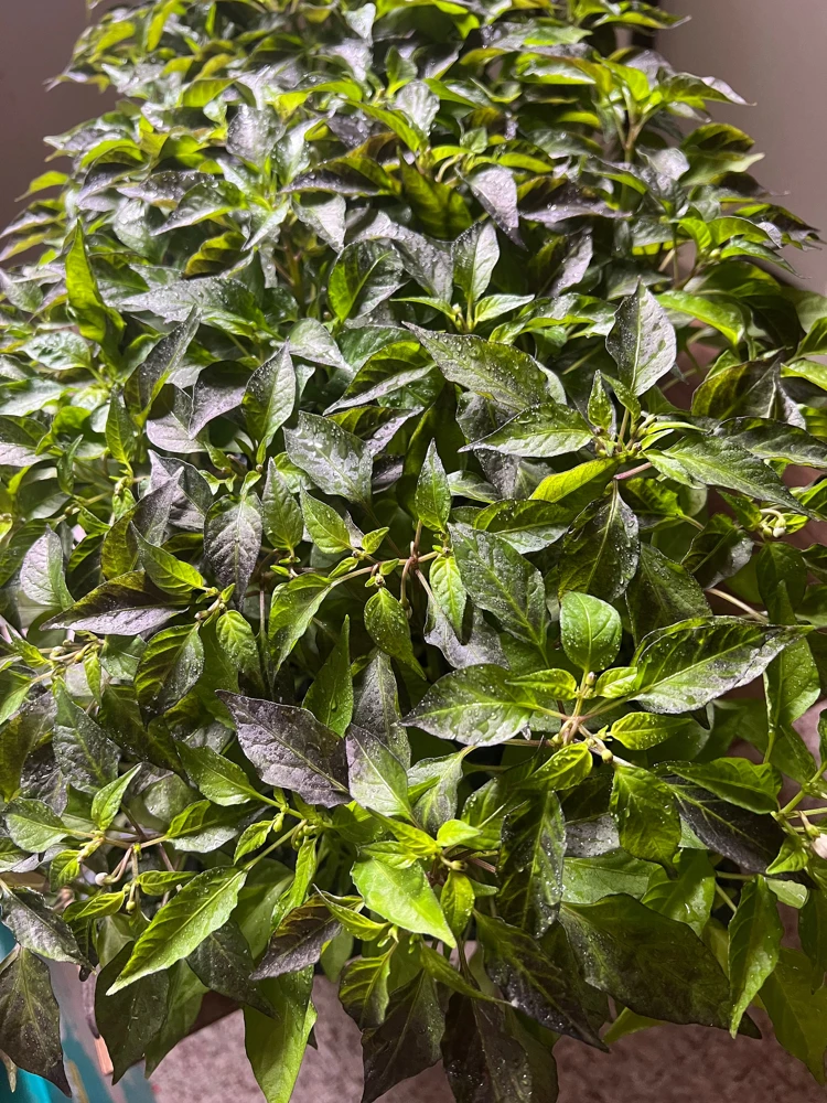 Hot Purple Thai Chili Plant – 4 Live Seedlings – Spicy Pepper - Image 2