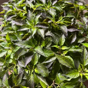 Hot Purple Thai Chili Plant – 4 Live Seedlings – Spicy Pepper - Image 3