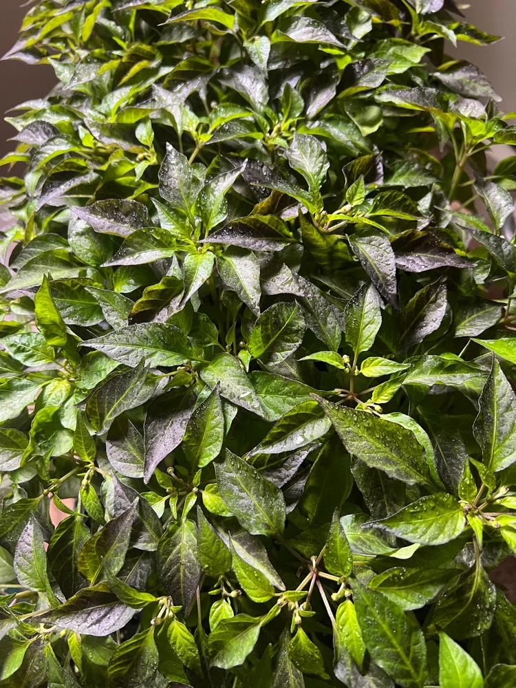 Hot Purple Thai Chili Plant – 4 Live Seedlings – Spicy Pepper - Image 3