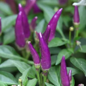 Hot Purple Thai Chili Plant – 4 Live Seedlings – Spicy Pepper - Image 4