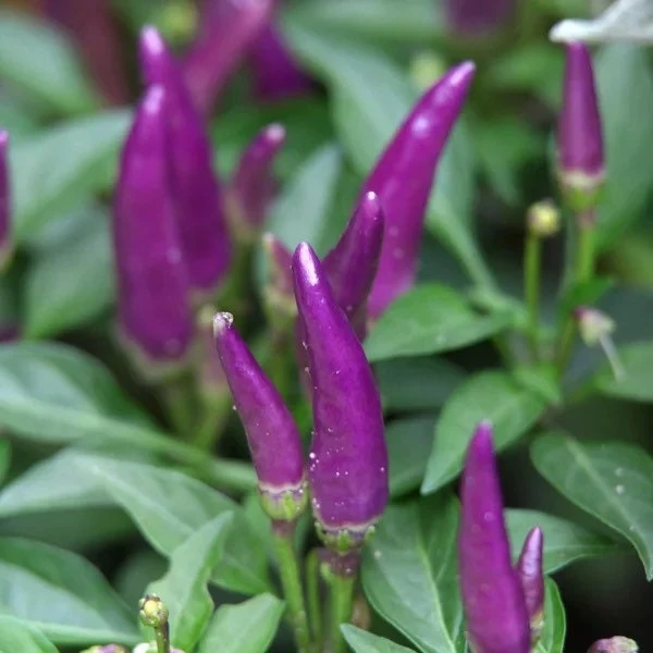 Hot Purple Thai Chili Plant – 4 Live Seedlings – Spicy Pepper - Image 4
