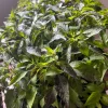 Hot Purple Thai Chili Plant – 4 Live Seedlings – Spicy Pepper - Image 1