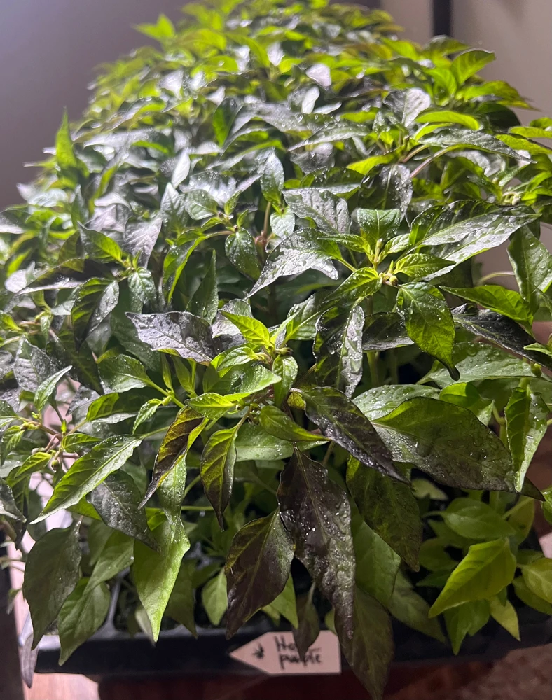 Hot Purple Thai Chili Plant – 4 Live Seedlings – Spicy Pepper - Image 1