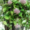 Hoya Chelsey Live Plant – Wax Plant – Potted Houseplant – Indoor - Image 1