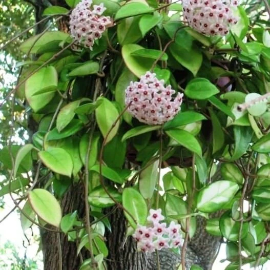 Hoya Chelsey Live Plant – Wax Plant – Potted Houseplant – Indoor - Image 1