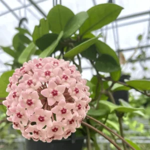 Hoya Chelsey Live Plant – Wax Plant – Potted Houseplant – Indoor - Image 2