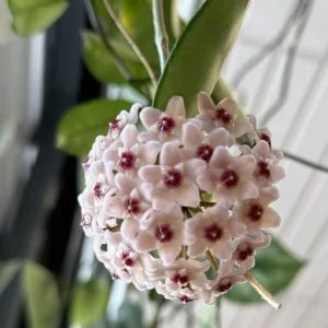 Hoya Chelsey Live Plant – Wax Plant – Potted Houseplant – Indoor - Image 3