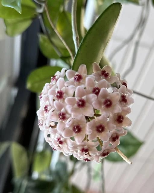 Hoya Chelsey Live Plant – Wax Plant – Potted Houseplant – Indoor - Image 3