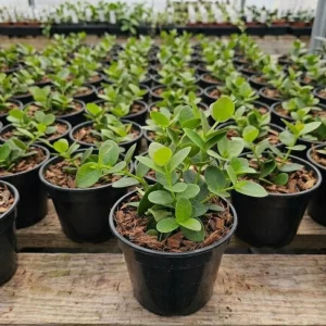 Hoya Cunninghamia Live Plant – 2 Inch Pot, Trailing Houseplant for Indoors - Image 2
