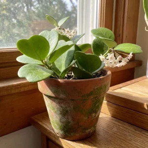 Hoya Cunninghamia Live Plant – 2 Inch Pot, Trailing Houseplant for Indoors - Image 4