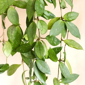 Hoya Cunninghamia Live Plant – 2 Inch Pot, Trailing Houseplant for Indoors - Image 5