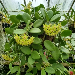 Hoya Cunninghamia Live Plant – 2 Inch Pot, Trailing Houseplant for Indoors - Image 6