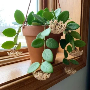 Hoya Cunninghamia Live Plant – 2 Inch Pot, Trailing Houseplant for Indoors - Image 7