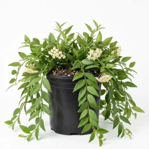 Hoya Cunninghamia Live Plant – 2 Inch Pot, Trailing Houseplant for Indoors - Image 1