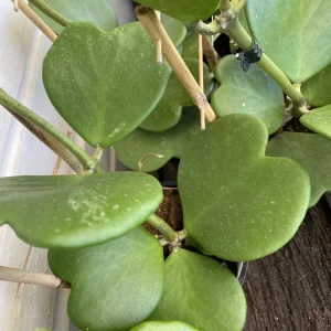 Hoya Kerrii Live Plant 4in Pot – Sweetheart Hoya Succulent for Indoors - Image 2