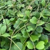 Hoya Kerrii Live Plant 4in Pot – Sweetheart Hoya Succulent for Indoors - Image 1