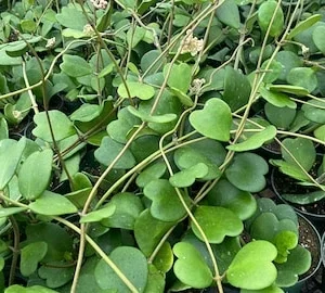 Hoya Kerrii Live Plant 4in Pot – Sweetheart Hoya Succulent for Indoors - Image 1