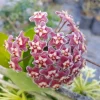Hoya Krimson Queen Live Plant – 4 inch Potted Houseplant – Indoor - Image 1