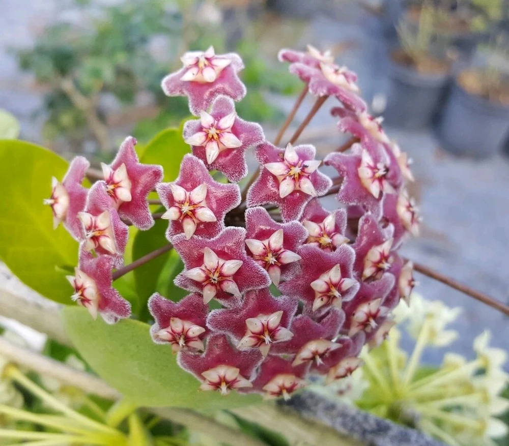 Hoya Krimson Queen Live Plant – 4 inch Potted Houseplant – Indoor - Image 1