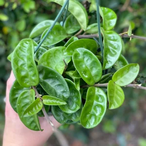 Hoya Krinkle Live Plant - Unique Wrinkled Foliage Houseplant - Image 1