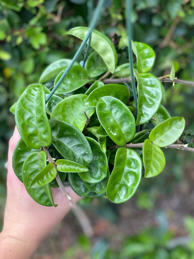 Hoya Krinkle Live Plant - Unique Wrinkled Foliage Houseplant - Image 1