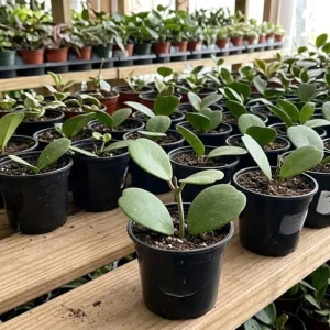 Hoya Obovata Live Plant – 4 Inch Pot – Trailing Houseplant for Indoor Decor - Image 2