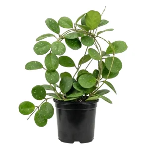 Hoya Obovata Live Plant – 4 Inch Pot – Trailing Houseplant for Indoor Decor - Image 1