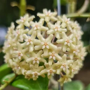 Hoya Quinquenervia Live Plant - 3.25in Pot, Rare Indoor Houseplant - Image 2