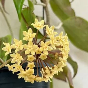 Hoya Quinquenervia Live Plant - 3.25in Pot, Rare Indoor Houseplant - Image 3