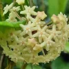Hoya Quinquenervia Live Plant - 3.25in Pot, Rare Indoor Houseplant - Image 1