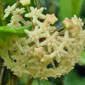 Hoya Quinquenervia Live Plant - 3.25in Pot, Rare Indoor Houseplant - Image 1