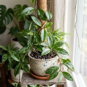 Hoya Splash Live Plant – Rare Houseplant Potted – 4 inch Pot, 4-7 inches Tall - Image 4