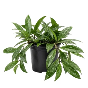 Hoya Splash Live Plant – Rare Houseplant Potted – 4 inch Pot, 4-7 inches Tall - Image 1