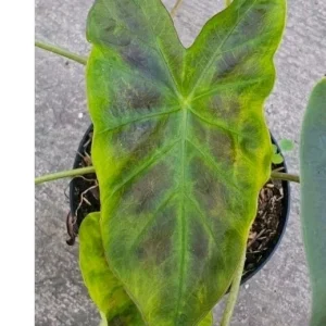 Illustris Colocasia Live Plant - Black Elephant Ear Alocasia - Image 2