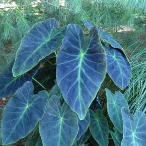 Illustris Colocasia Live Plant - Black Elephant Ear Alocasia - Image 1