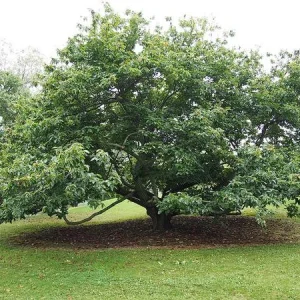 Improved Chinese Chestnut Tree Live Plant – 24-30