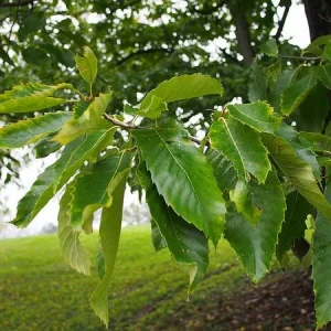 Improved Chinese Chestnut Tree Live Plant – 24-30