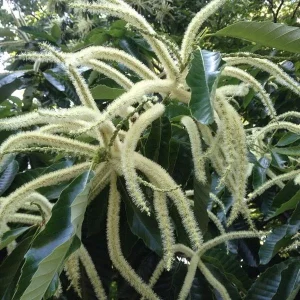 Improved Chinese Chestnut Tree Live Plant – 24-30