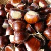 Improved Chinese Chestnut Tree Live Plant – 24-30" Tall – Deep Band Pot - Image 1