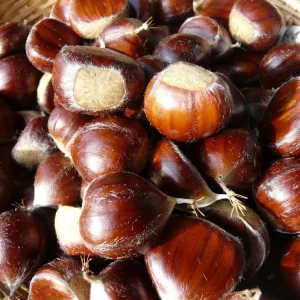 Improved Chinese Chestnut Tree Live Plant – 24-30