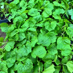 Indian Bittermelon Live Seedlings - 4 Pack, Grow Your Own Bitter Gourd - Image 2