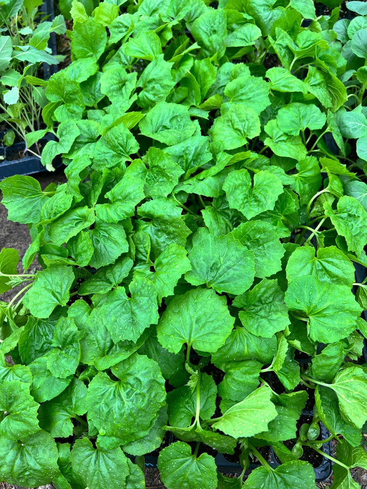 Indian Bittermelon Live Seedlings - 4 Pack, Grow Your Own Bitter Gourd - Image 2