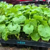 Indian Bittermelon Live Seedlings - 4 Pack, Grow Your Own Bitter Gourd - Image 1
