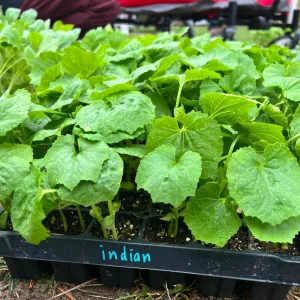 Indian Bittermelon Live Seedlings - 4 Pack, Grow Your Own Bitter Gourd - Image 1