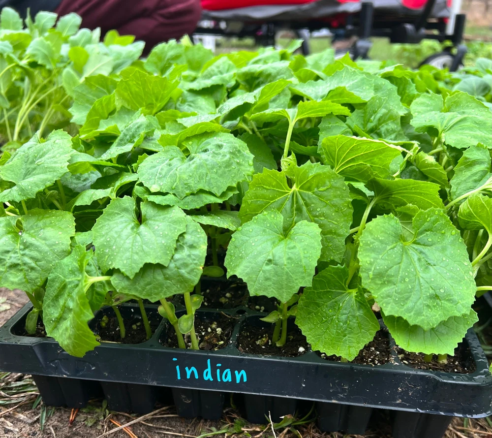 Indian Bittermelon Live Seedlings - 4 Pack, Grow Your Own Bitter Gourd - Image 1