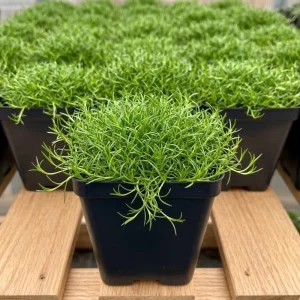 Irish Moss Live Plant 4 Inch Pot - Green Ground Cover Outdoor - Image 2