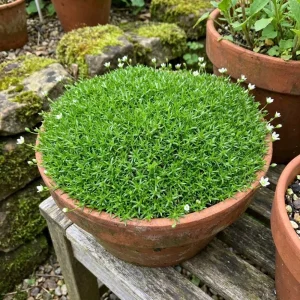 Irish Moss Live Plant 4 Inch Pot - Green Ground Cover Outdoor - Image 3