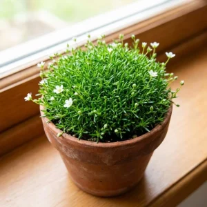 Irish Moss Live Plant 4 Inch Pot - Green Ground Cover Outdoor - Image 4
