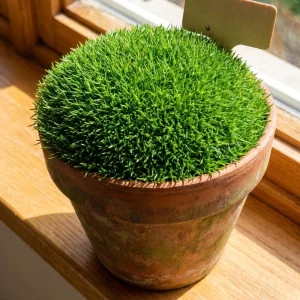 Irish Moss Live Plant 4 Inch Pot - Green Ground Cover Outdoor - Image 5